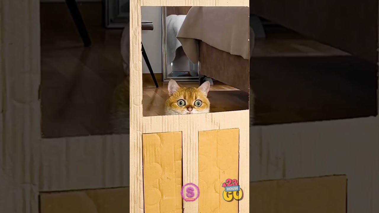 Cat Parkour GAGAL… atau Berhasil? 🐾🤣 Siapa lagi yang suka kegagalan lelucon? 🙋 Termasuk kucing!