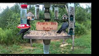 Squirrel persistent to get in Bird House by Brownville's Food Pantry For Deer 10,997 views 10 months ago 1 minute, 36 seconds