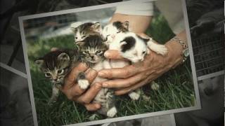 FixNation's Favorite Ferals by FixNationClinic 954 views 12 years ago 3 minutes, 30 seconds