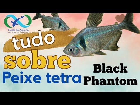 Vídeo: Descrição do peixe preto