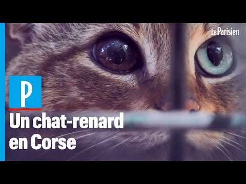 Vidéo: Le Mythique «chat Renard» Corse S'est Avéré être Un Véritable Animal - Vue Alternative