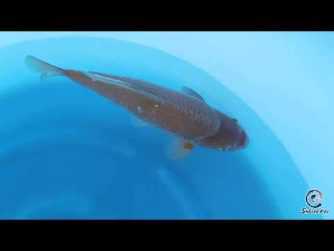 Chagoi by Kanno SK 638D