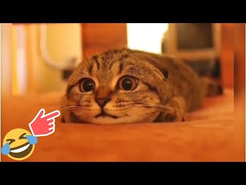 funny-and-adorable-cat-videos-#funnycat