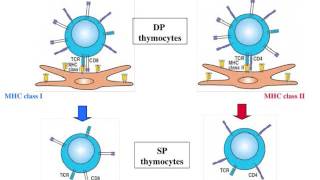Positive and Negative Selection
