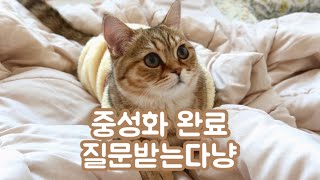 암컷 고양이 중성화 수술 전후 브이로그 | 고양이브이로그 | 마일로그 | 집사로그 | 수술브이로그