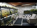 ALL my aquariums- Fishroom Tour!