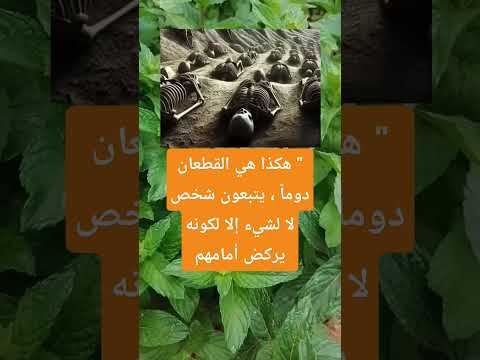 هكذا هي القطعان دوما يتبعون شخص لا لشيء إلا لكونه يركض أمامهم اكسبلور معلومات الله ترند 100