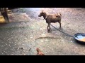 Dog meets goat