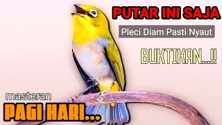 PLECI GACOR suara ngalas RAME - MASTERAN AMPUH