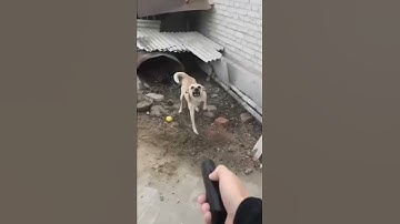 Ultrasonic Dog Repeller and Trainer Device with LED Light 3 in 1 Anti Barking Stop Bark Handheld