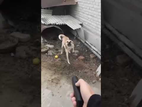 Видео: Хэт авианы хортон шавьж устгагч нохойд аюулгүй юу?