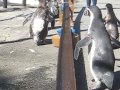 流しアジ今年もはじめました【小諸市動物園】 の動画、YouTube動画。