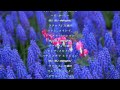 delight 万歳!!/本名陽子/歌詞付き Relaxing Music