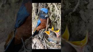 The Chestnut-flanked Robin Redbreast feeds lizards to its young!