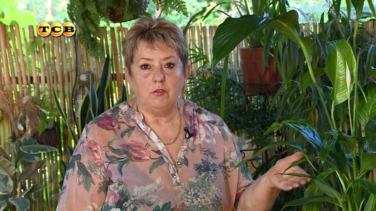 Tukli xolaning mushuki Onlayn