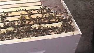 Keepin It Green: Mothers Day and the Queen has many many baby bees....