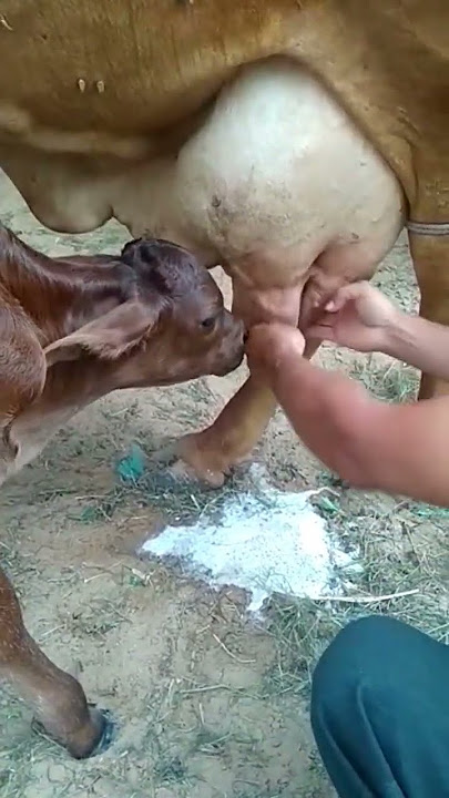 #top gir cow milking time rajasthan Ajmer 8824470800