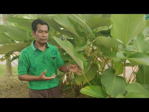 Video: Pokok Dan Pokok Renek Untuk Lindung Nilai