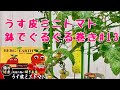 うす皮ミニトマトNo.13ベランダでも簡単！鉢でぐるぐる仕立て
