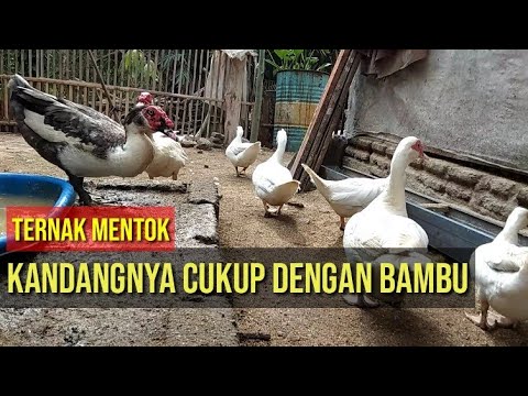 cara beternak mentok  entog dengan Kandang  bambu yang 