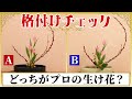 【2026】生け花の格付けチェック〜プロの生け花はどっち?〜
