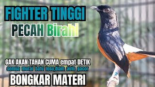 Murai Batu Gacor Emosi Ampuh Buat Pancingan Murai Batu Agar Bunyi Jadikan Burung Murai Gacor Isian