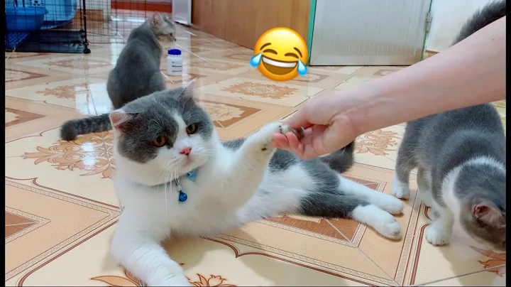 Video 5152791: cute baby animals compilation, animals cutest cats, cat funny adorable, cat family love, kitten cute funny