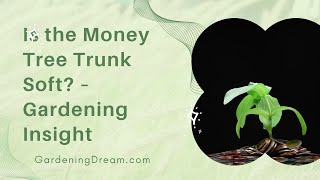 Is the Money Tree Trunk Soft? – The Best Gardening Insight screenshot 5