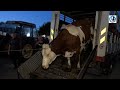 Nove krave simentalke  stigle na Farmu Izeta Babića u Gatu kod Cazina