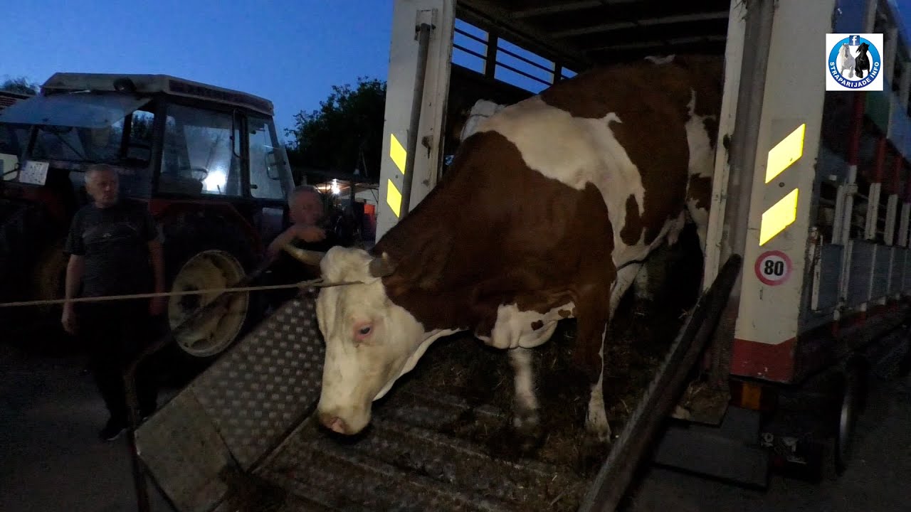 Nove krave simentalke  stigle na Farmu Izeta Babića u Gatu kod Cazina
