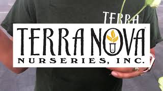 TERRA NOVA® Nurseries, Inc. - Brunnera 'Alexandria'