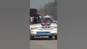 Полиция не знала, что делать, когда увидела быка на переднем сиденьи