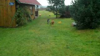 Bull Terrier And Vizsla Catching Ball I.