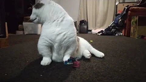 Video 11816541: munchkincat munchkins, munchkincats cute cat, cute little munchkin cat, munchkin cat playing, cat feather