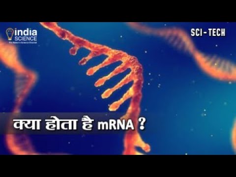वीडियो: एमआरएनए अब कहां जाता है?