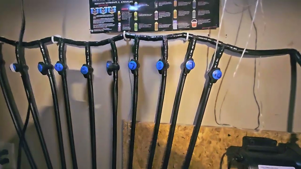 Day 6 Flower - Garlic Icing and London Pound Cake feed and update