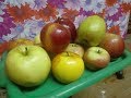 Дегустация плодов яблони  Институт плодоводства