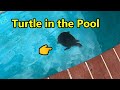 Turtle Fell in the Pool