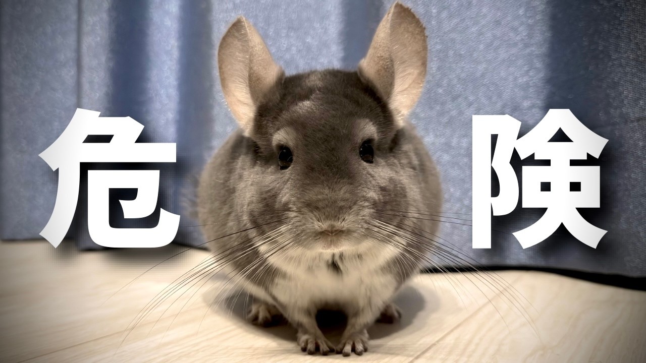 チンチラの悲しい事故について