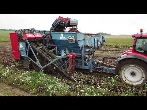 Video: Hvordan ser rødbede ud, når den er klar til høst?