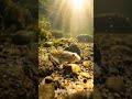 Die Grundel klein, aber ein echtes Problem 🐟