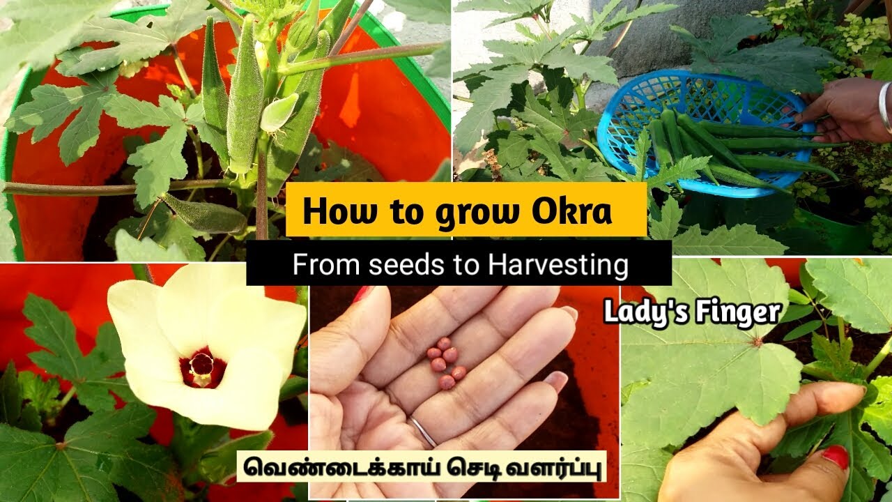 How to grow okra from seedsHow to grow vendakkaiGrowing Lady’s finger