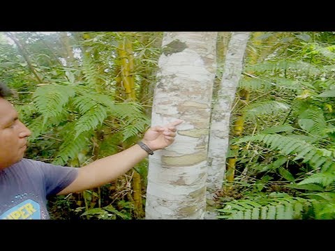 Sangre De Drago Arbol En El Oriente Viajes Ecuador Youtube