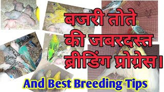 बजरी तोते की जबरदस्त ब्रीडिंग प्रोग्रेस And Best Breeding Tips.