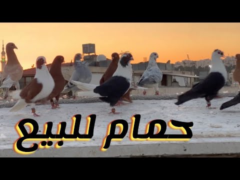 حمام ألوان نارية للبيع ألوان فخمة ومستوى عالي