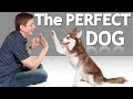 How to Choose the Best Dog for YOU!