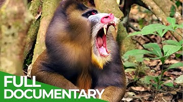 Wildlife Instincts | Mandrills - Battle of the Alphas | Free Documentary Nature