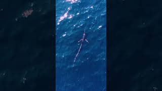 SAILFISH CAUGHT ON CAMERA!  - #PELAGIC #GUATEMALA #SHORTS @STICKFIGURE