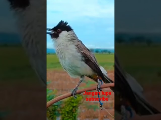 Burung Kutilang Gacor Sampek Konslet #videoshort class=