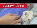 Cutest Sleepy Pet and Animal Videos of 2017   Funny Pet Videos